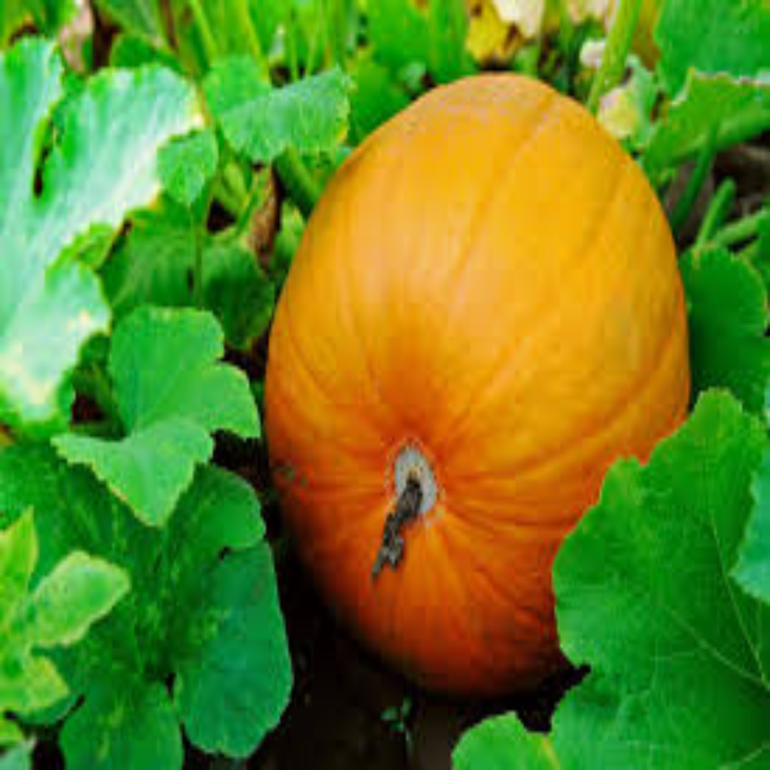 Wholesale Organic Fresh Sweet Pumpkin Supplier – Dubai